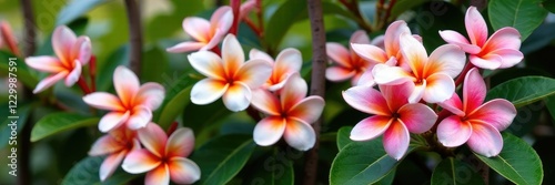 Frangipani blooms in shades of pink and white on a trellis, flower vines, floral, garden