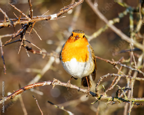 Eurasian Robin (Red Breast) at Hauxley Nature Reserve photo