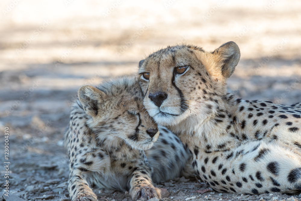 Obraz premium South Africa, Botswana, Kgalagadi Transfrontier Park, Cheetah (Acinonyx jubatus), female and cub