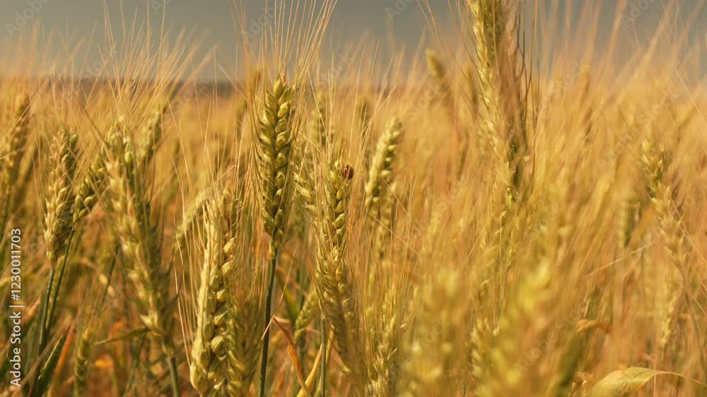 Golden Wheat Field in the Sun Golden Wheat Field in the Sun