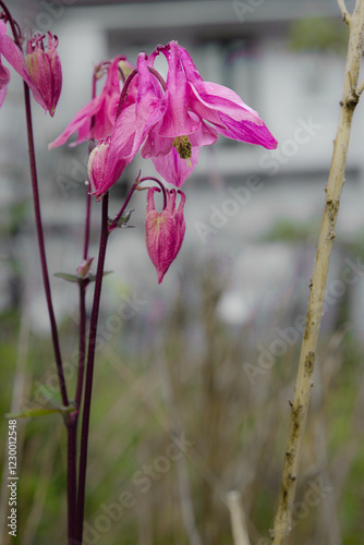 pink rose flower