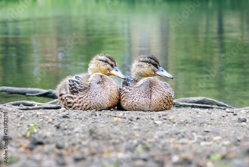 duck on the lake