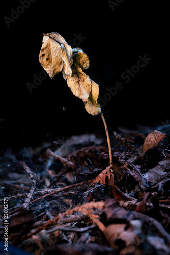 autumn leaves on the ground