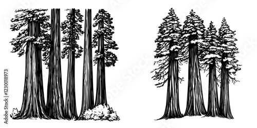 Illustration of majestic sequoia trees showcasing nature's beauty and grandeur in a tranquil forest setting