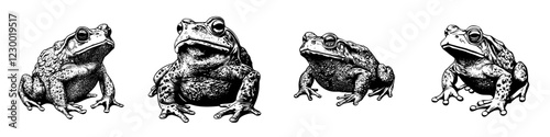 Detailed illustration of frogs showcasing various postures against a simple background