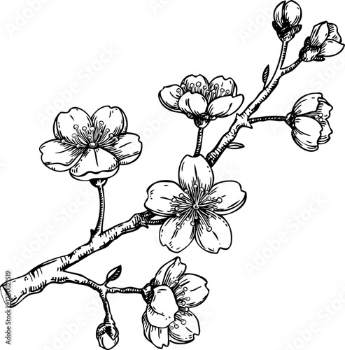 Sakura flower sketch. Cherry blossom vector illustration. Blooming tree branch drawing. Hand-drawn spring design element. NOT AI generated