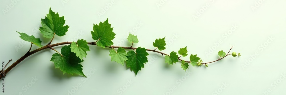Ivy branch curled around stem with tiny leaves, foliage, ivy vine Ivy branch curled around stem with tiny leaves, foliage, ivy vine
