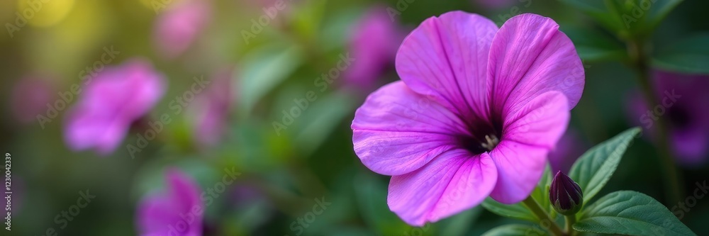 Large purple petunia flower with delicate petals, garden, nature, petals Large purple petunia flower with delicate petals, garden, nature, petals