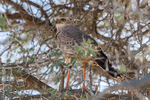 South Africa, Botswana, Kgalagadi Transfrontier Park, Pale Chanting Goshawk (Melierax canorus) photo