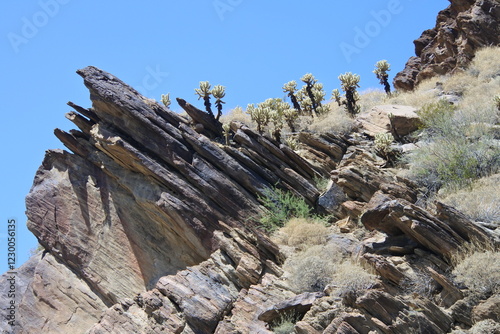 Kakteen und Felsen am Andreas Canyon in Palm Springs