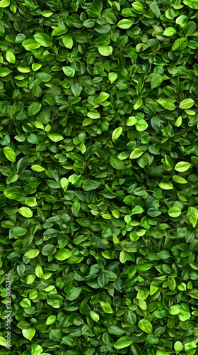 Wallpaper Mural Lush green leaves background texture (4) Torontodigital.ca
