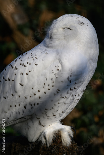 Snowy owl in detail on part of the body.
 photo