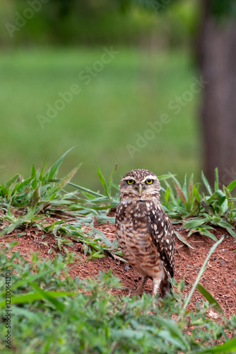 burrowing owl - athene photo