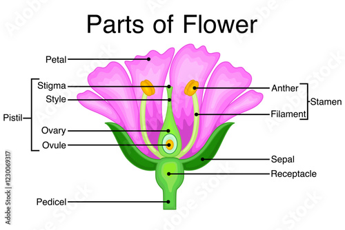 Parts of flower biological diagram. Vector illustration.