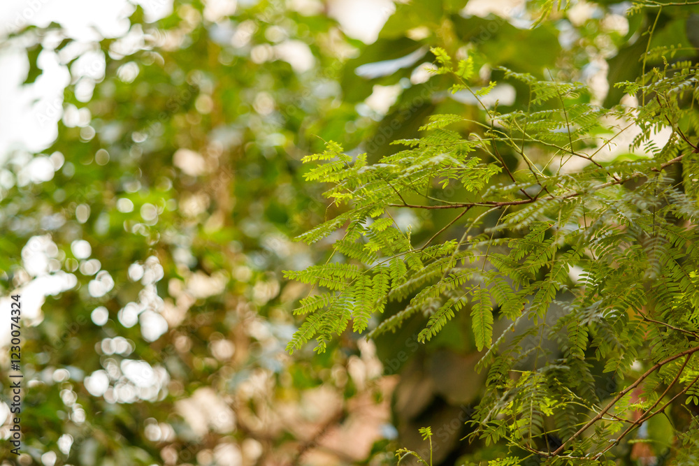 details of green leaves outdoors in Rio de Janeiro.
