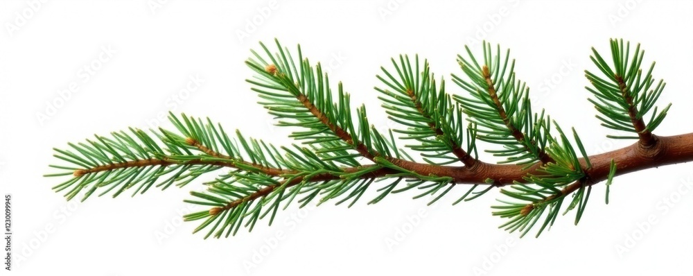 Obraz premium Twisted fir branch isolated on white background, branches, wood