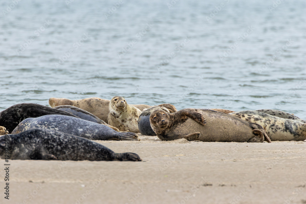 Fototapeta premium Common Seal (Phoca vitulina) in Bull Island, Dublin – Found in coastal waters of the North Atlantic & Pacific.