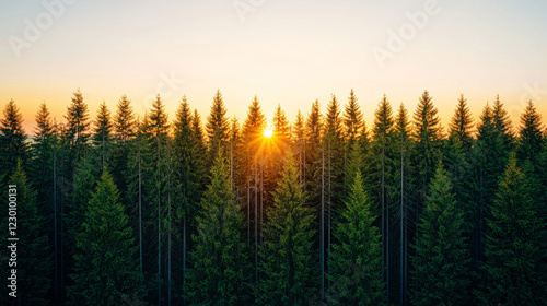 Majestic sunset over dense forest of evergreen trees, creating serene atmosphere