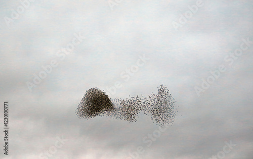 фотографія Twisting Starling murmuration at dusk, Derbyshire England
