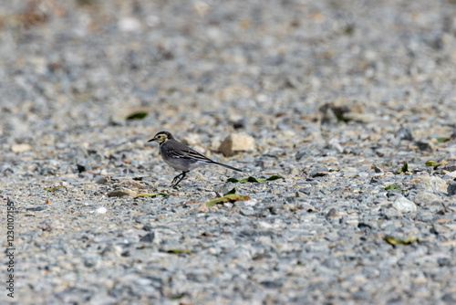 Photography White Wagtail (Motacilla alba) in Bull Island, Dublin – Commonly found in Europe, Asia, and North Africa