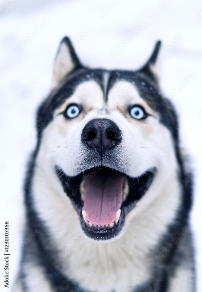 Fototapeta premium Vertical portrait of the head of a husky dog, which smiles, opening its mouth and showing teeth and tongue, the focus is on the dog's nose.