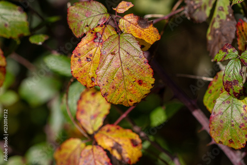 Bramble leaves turning brown in Autumn.