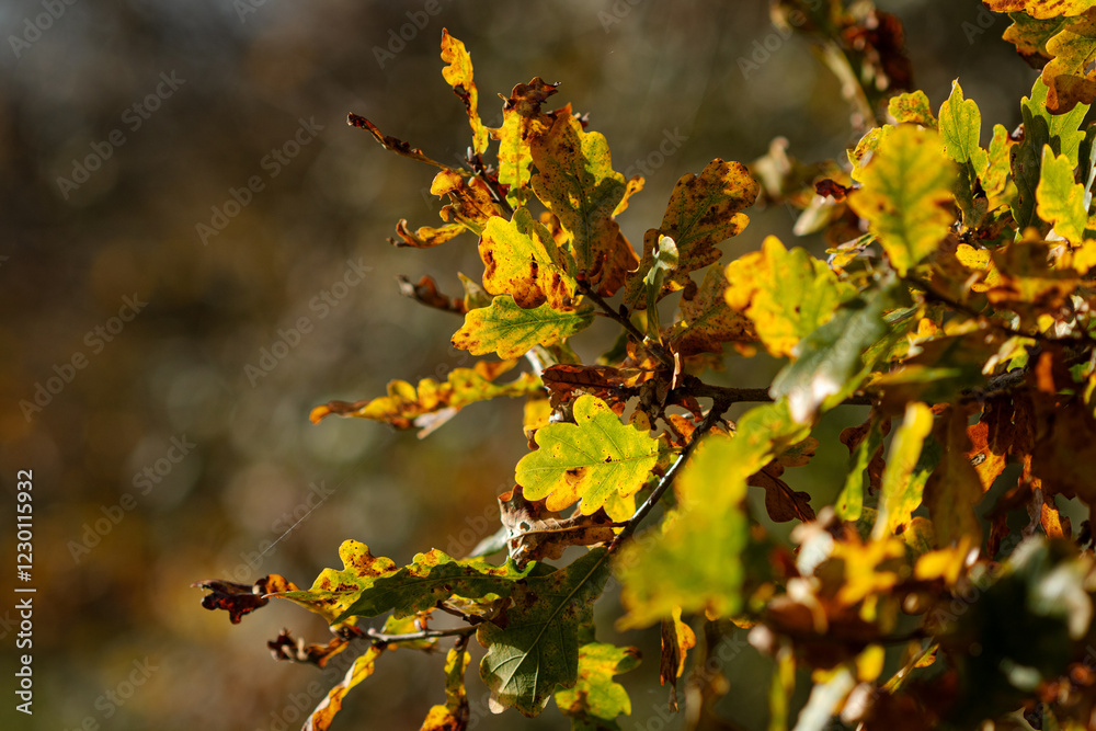 Fototapeta premium Oak leaves changing colour in Autumn.