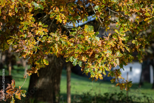 An Oak tree with leaves turning yellow in autumn.