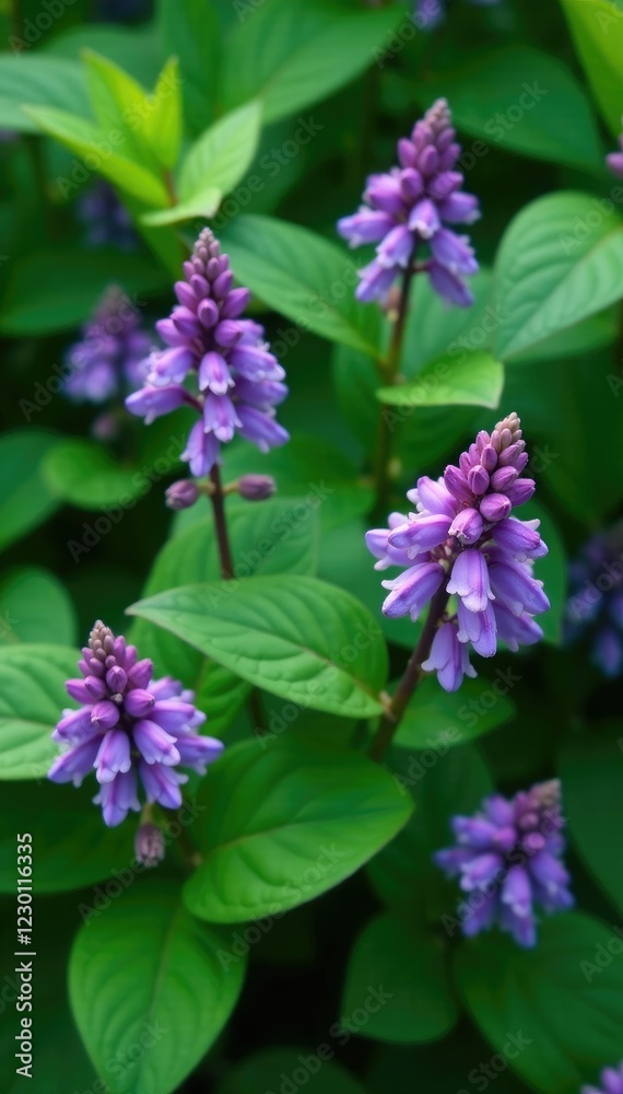 large leafy green foliage provides a stunning backdrop for small clusters of purple flowers, botanical, clustering, garden large leafy green foliage provides a stunning backdrop for small clusters of purple flowers, botanical, clustering, garden