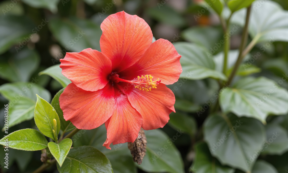 custom made wallpaper toronto digitalHibiscus (Hibiscus rosa-sinensis) Tropical plant with large, showy flowers in bright colors like red, orange, or pink, potted in ceramic