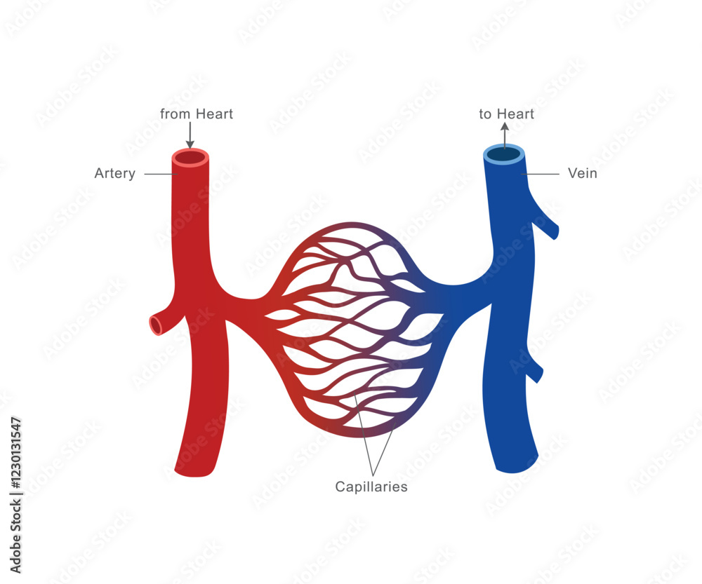 An illustration of the human circulatory system showing arteries carrying blood from the heart, veins returning blood to the heart, and capillaries facilitating exchange of oxygen and nutrients.