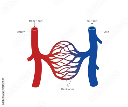 An illustration of the human circulatory system showing arteries carrying blood from the heart, veins returning blood to the heart, and capillaries facilitating exchange of oxygen and nutrients.