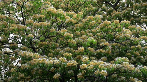 Beautiful Sacred Garlic Pear (crateva religiosa) flowers. photo