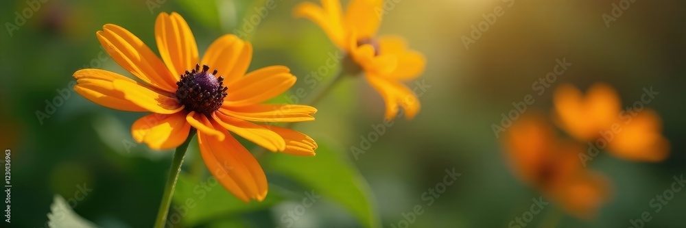 Single Black Eyed Susan bloom against a soft focus background, nature, solitary Single Black Eyed Susan bloom against a soft focus background, nature, solitary