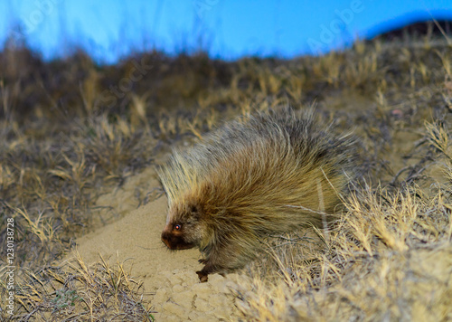 North American porcupine Erethizon dorsatum - Animal in the wild in the semi-desert of North America, USA photo