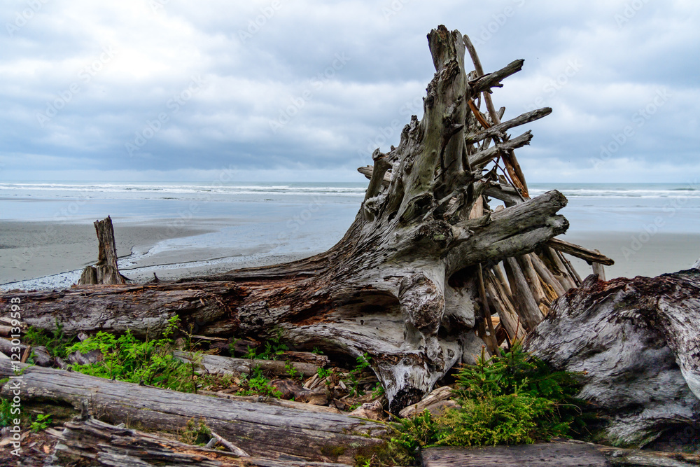 Trunks of trees that fell into the water on the shores of the Pacific Ocean in Olympic NP, Washington Trunks of trees that fell into the water on the shores of the Pacific Ocean in Olympic NP, Washington