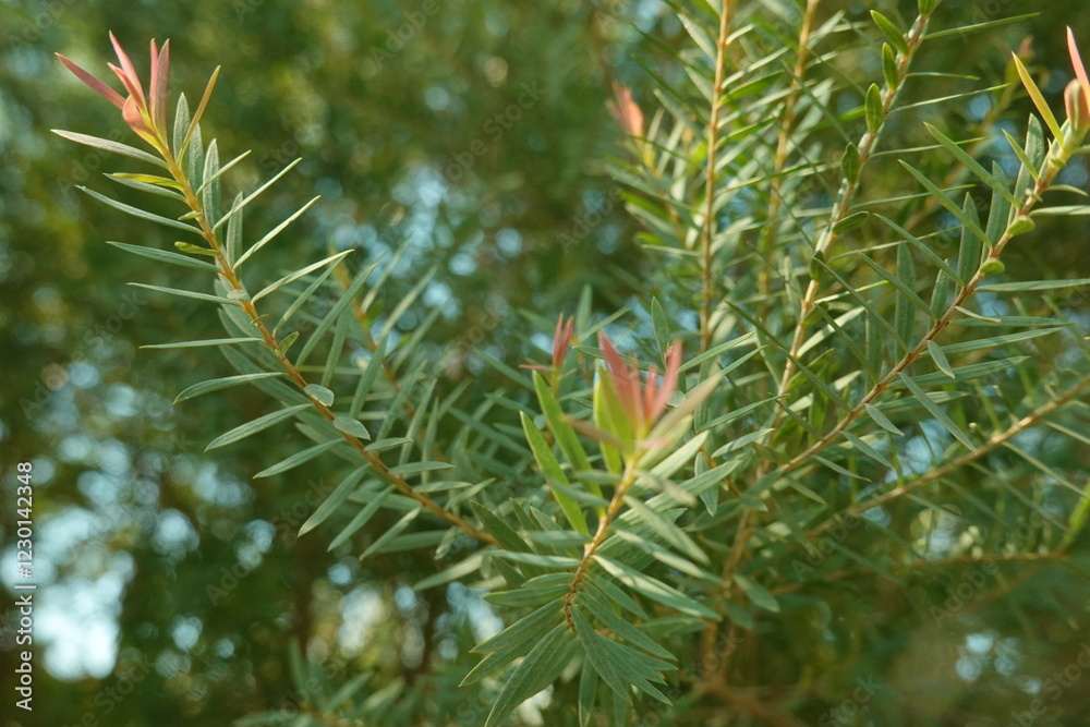 Melaleuca bracteata macro leaves small world Melaleuca bracteata macro leaves small world