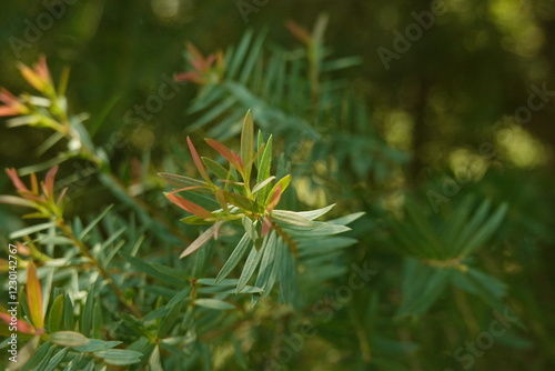 Melaleuca bracteata macro leaves small world photo