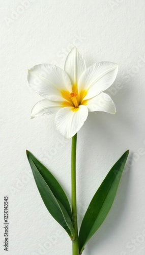 Flor de lirio en un fondo de textura blanca claro, iluminaci?n blanca, patrones