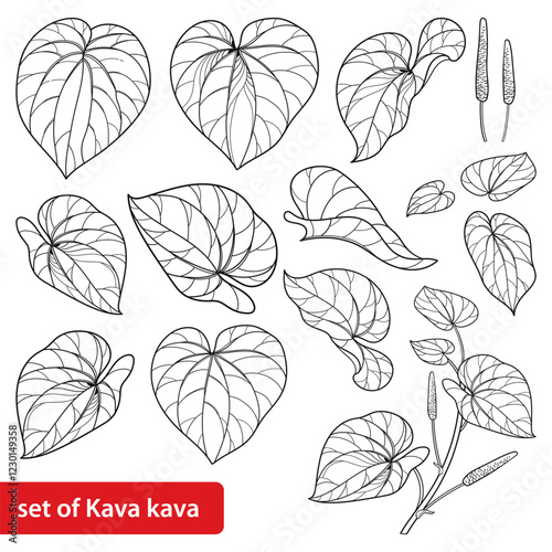 Set of outline Kava kava (Piper methysticum) bunch and leaves in black isolated on white background. 