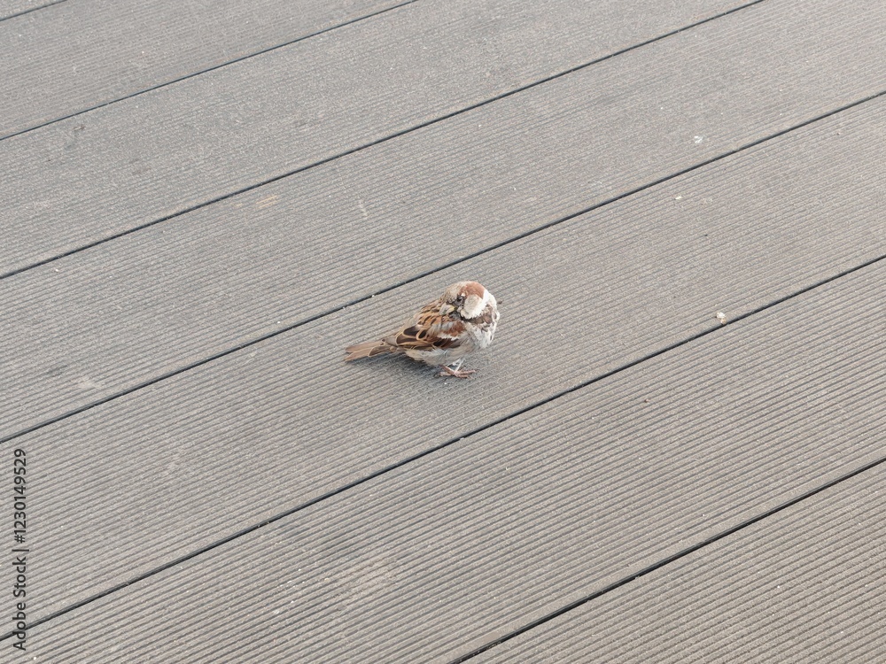 A sparrow sits on the composite plank terrace floor with its head turned and waits for food