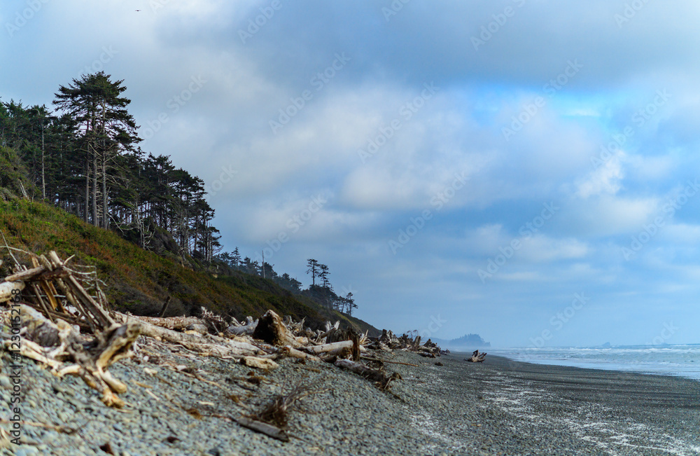 Trunks of trees that fell into the water on the shores of the Pacific Ocean in Olympic NP, Washington Trunks of trees that fell into the water on the shores of the Pacific Ocean in Olympic NP, Washington