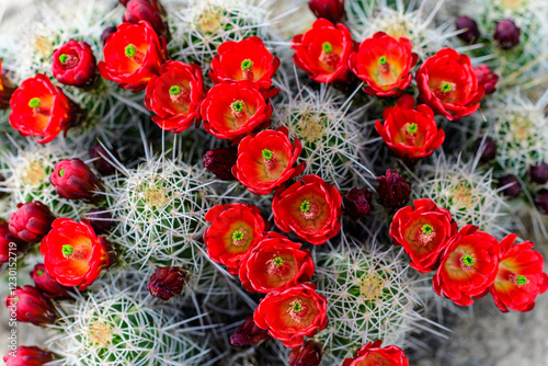 Flowering plants (Echinocereus sp.). Known commonly as the hedgehog cactus, east Utah photo