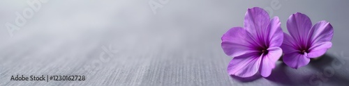 Flor de violeta en un fondo de textura gris claro, flor de violeta, detalles