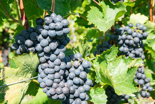 Large bunche of red wine grapes in summer vineyard.