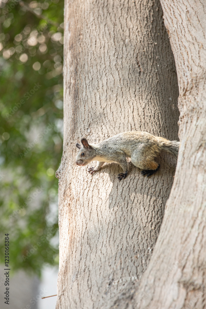 Peruvian white tail squirrel rodent urban wildlife Peruvian white tail squirrel rodent urban wildlife