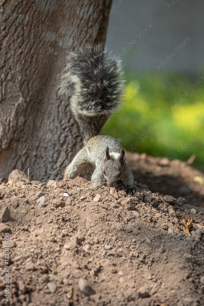 Peruvian white tail squirrel rodent urban wildlife Peruvian white tail squirrel rodent urban wildlife