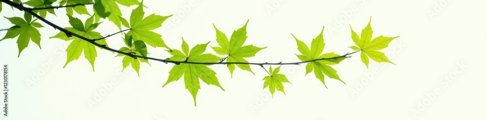 Fresh green maple leaves on a single isolated branch against white background, tree, maple tree Fresh green maple leaves on a single isolated branch against white background, tree, maple tree