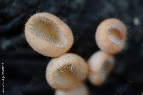 Tropical cup fungus (Cookeina Tricholoma), family Sarcoscyphaceae in the Amazon rainforest, state of Amazonas, Brazil. photo