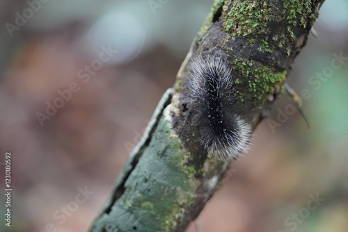 Black and white butterfly caterpillar Apistosia Judas (Erebidae, Arctiinae, Lithosiini) on a twig. Here a larger, 45 mm long specimen in the Amazon rainforest near Manaus, state of Amazonas, Brazil.